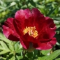 Preview: Paeonia Hybride 'Sonoma Velvet Ruby' - Pfingstrose (intersektionell)